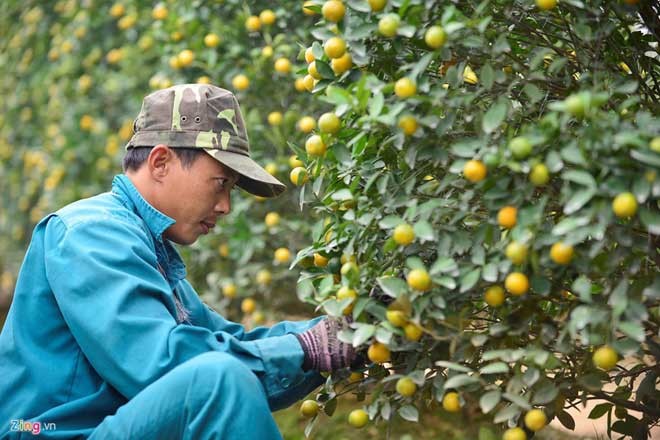 Peach trees bloom early at Nhat Tan flower village - ảnh 12