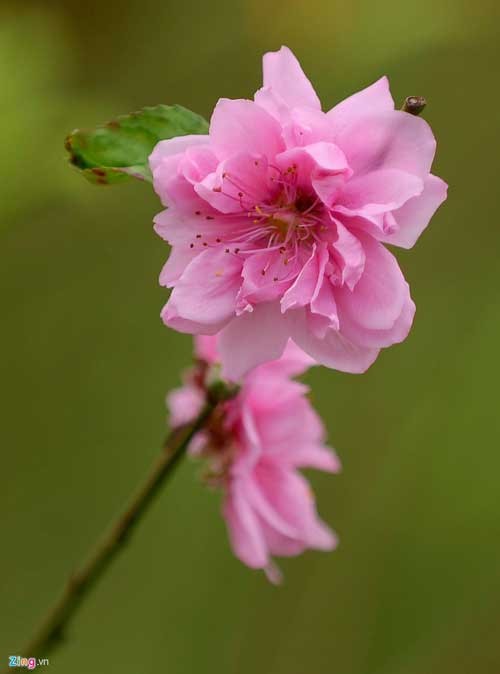 Peach trees bloom early at Nhat Tan flower village - ảnh 3