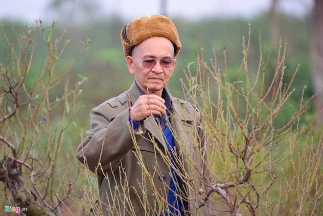 Peach trees bloom early at Nhat Tan flower village - ảnh 4