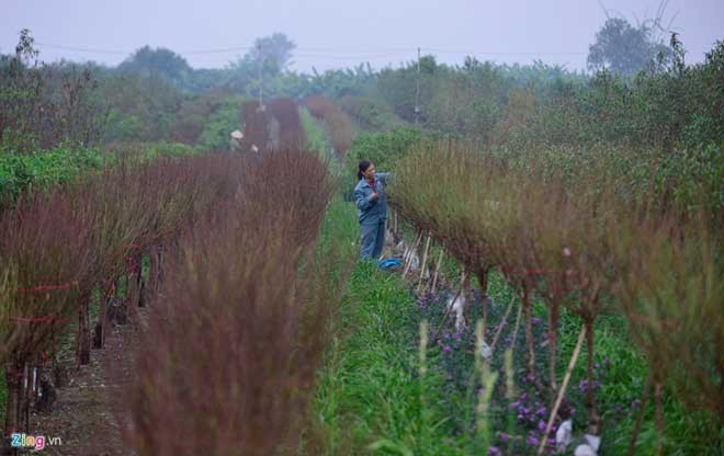 Peach trees bloom early at Nhat Tan flower village - ảnh 5