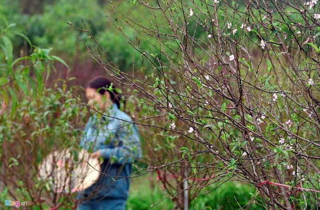 Peach trees bloom early at Nhat Tan flower village - ảnh 6