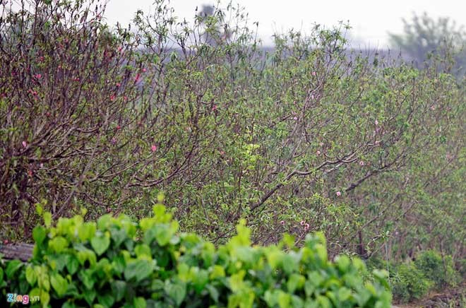 Peach trees bloom early at Nhat Tan flower village - ảnh 7