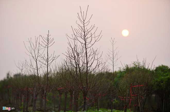 Peach trees bloom early at Nhat Tan flower village - ảnh 9