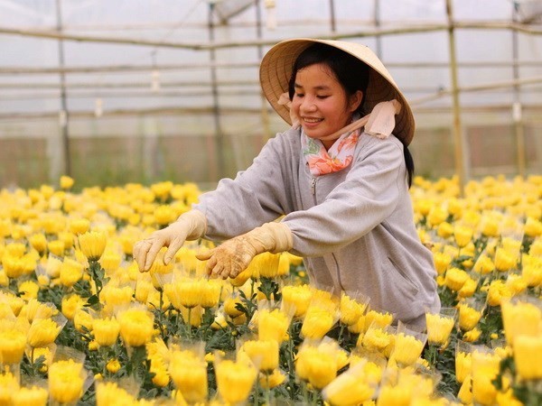 Da Lat plants more than 1,000ha of flowers - ảnh 1