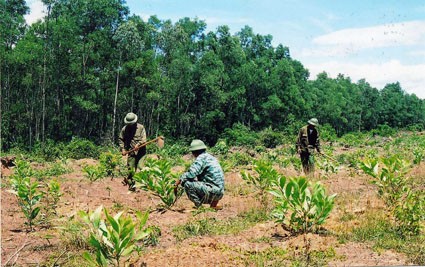 Forest plantation in Yen Bai - ảnh 1