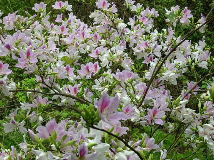 Dishes made from Bauhinia flowers in Vietnam’s northwestern region - ảnh 1