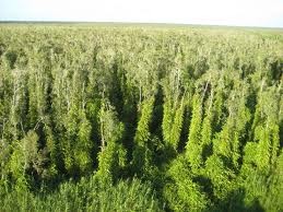 Umweltfreundliche Entwicklung: Eine Chance für Vietnam - ảnh 1