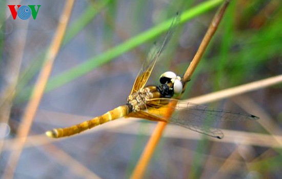 Einzigartige Heide-Libellen in Zentralvietnam - ảnh 9