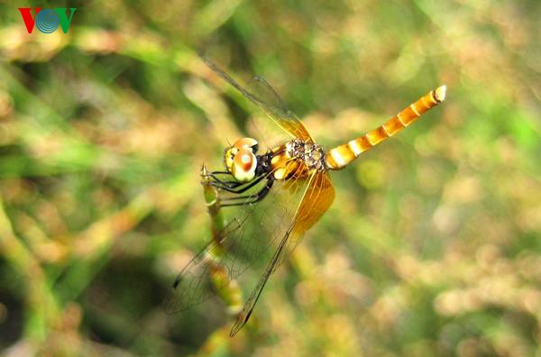 Einzigartige Heide-Libellen in Zentralvietnam - ảnh 11