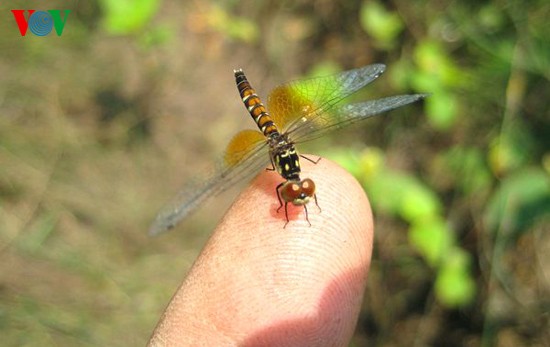 Einzigartige Heide-Libellen in Zentralvietnam - ảnh 12