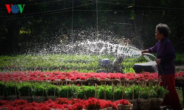 Topfblumendorf Tan Quy Dong vor dem Tetfest - ảnh 1