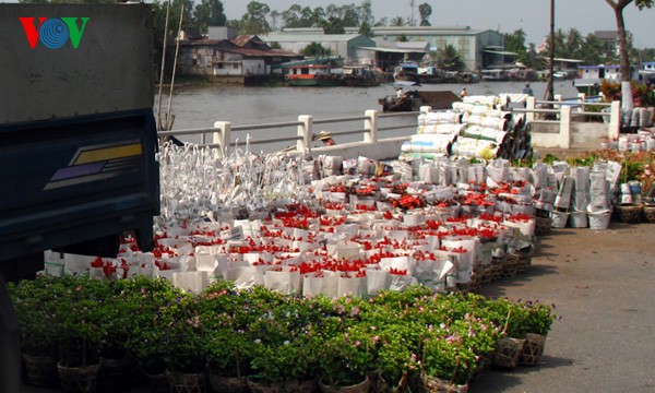 Topfblumendorf Tan Quy Dong vor dem Tetfest - ảnh 10