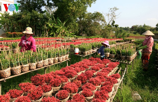 Topfblumendorf Tan Quy Dong vor dem Tetfest - ảnh 11