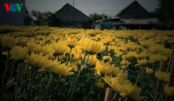 Topfblumendorf Tan Quy Dong vor dem Tetfest - ảnh 12