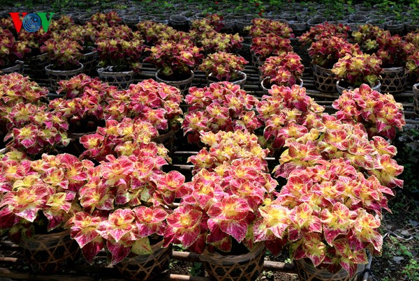 Topfblumendorf Tan Quy Dong vor dem Tetfest - ảnh 14