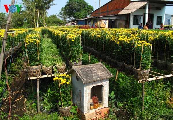 Topfblumendorf Tan Quy Dong vor dem Tetfest - ảnh 6