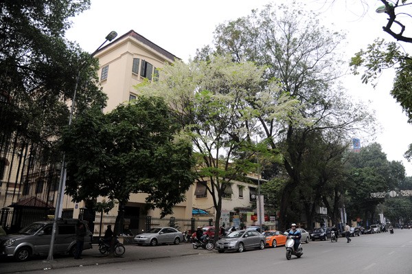 Weiße Blüten der Dalbergien-Bäume in Hanoi - ảnh 1