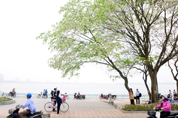 Weiße Blüten der Dalbergien-Bäume in Hanoi - ảnh 12