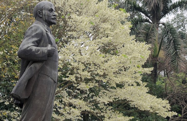 Weiße Blüten der Dalbergien-Bäume in Hanoi - ảnh 2