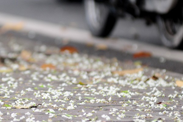 Weiße Blüten der Dalbergien-Bäume in Hanoi - ảnh 10