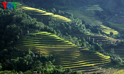 Reisterrasse in Hoang Su Phi - ảnh 7