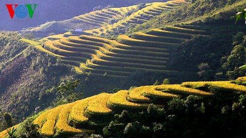 Reisterrasse in Hoang Su Phi - ảnh 8