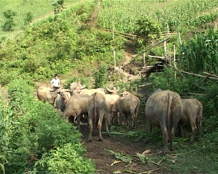 Bac Kan beschleunigt Armutsminderung - ảnh 1