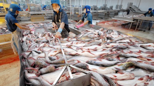USA sinken Importszoll für Pangasius aus Vietnam - ảnh 1
