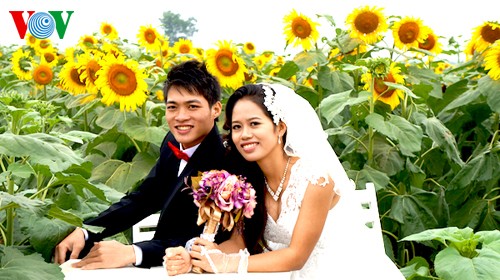 Sonnenblumen in der zentralvietnamesischen Provinz Nghe An - ảnh 11