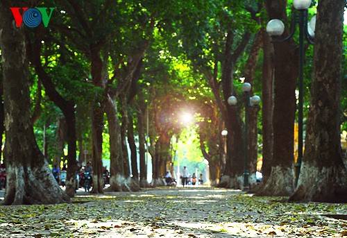 Hanoi in der Jahreszeit, in der die Bäume ihre Blätter fallen lassen - ảnh 6