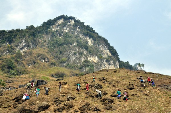 Maisanpflanzen im vietnamesischen Hochland - ảnh 1