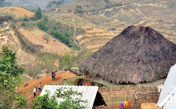 Maisanpflanzen im vietnamesischen Hochland - ảnh 11