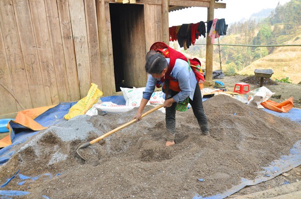 Maisanpflanzen im vietnamesischen Hochland - ảnh 4