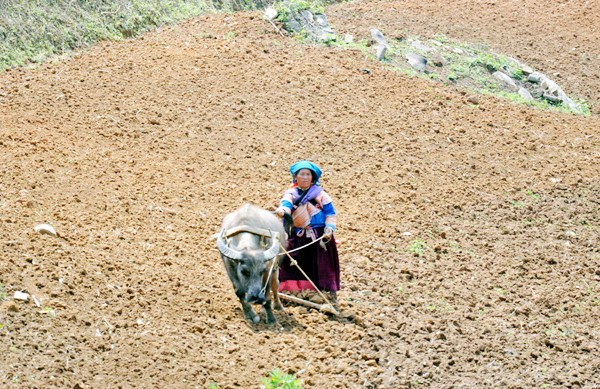 Maisanpflanzen im vietnamesischen Hochland - ảnh 6