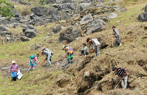 Maisanpflanzen im vietnamesischen Hochland - ảnh 7