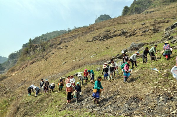 Maisanpflanzen im vietnamesischen Hochland - ảnh 8