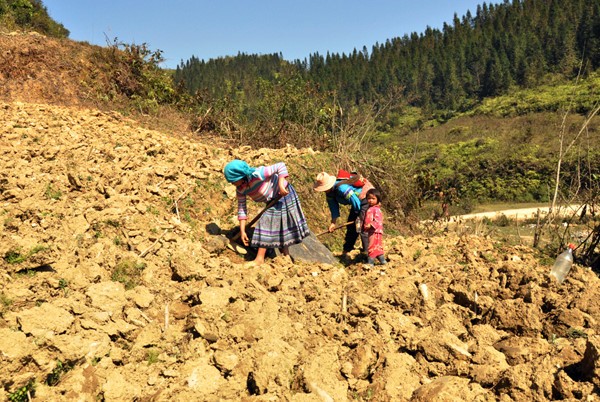 Maisanpflanzen im vietnamesischen Hochland - ảnh 9