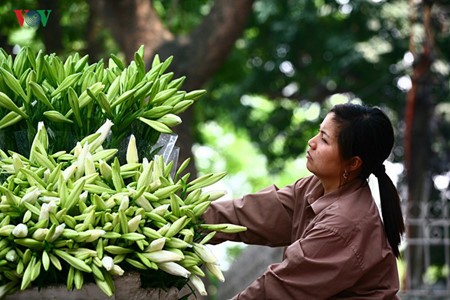 Liliengewächse auf den Straßen Hanois - ảnh 9