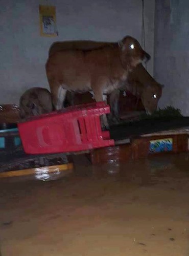 Überflutungen in Zentralvietnam - ảnh 8