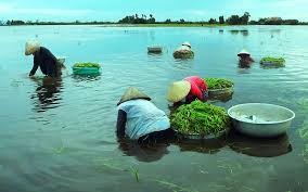 Das Alltagsleben in Dong Thap Muoi während der Hochwassersaison - ảnh 1