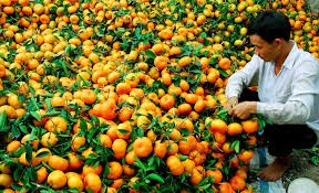 Die Schönheit der Mandarin-Gärten Lai Vung in der Provinz Dong Thap - ảnh 1