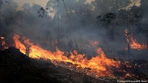 Deutschland und Brasilien wollen für nachhaltige Produktion in Amazon zusammenarbeiten - ảnh 1