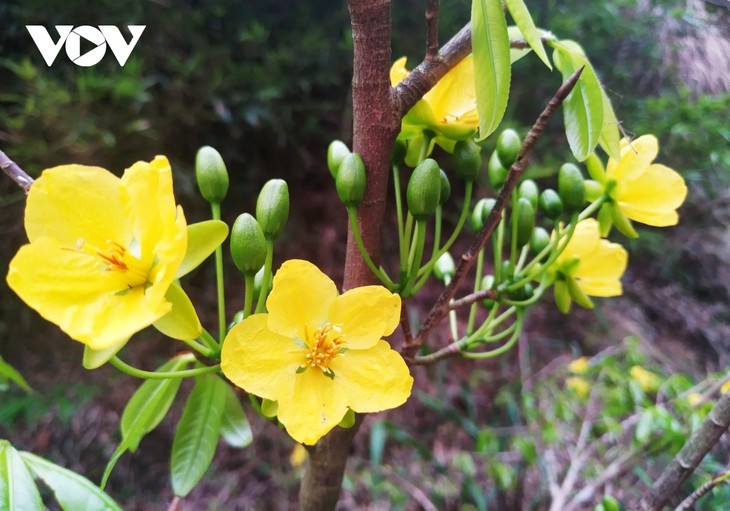 Gelbe Aprikosenblüte im heiligen Berg Yen Tu - ảnh 5