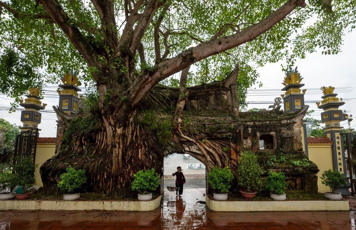 Schönheit des vietnamesischen Erbes der Fotografin Minh Hai - ảnh 15