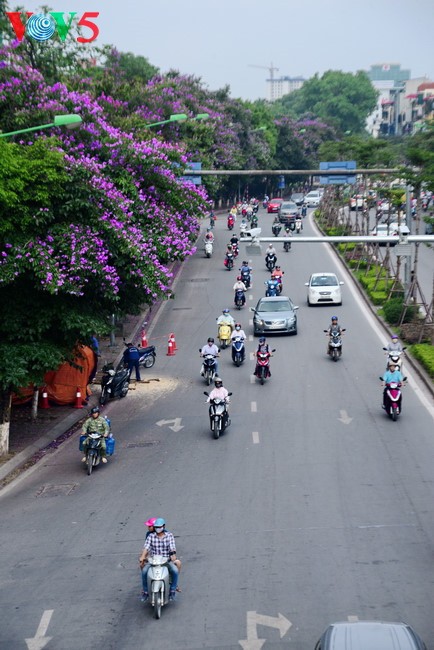 ດອກໄມ້ເບັ່ງບານນາໆສີໃນລະດູຮ້ອນຢູ່ ຮ່າໂນ້ຍ - ảnh 1