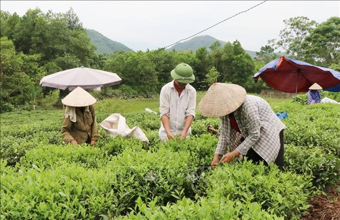 ກອງປະຊຸມຍ້ອງຍໍຊາວກະສິກອນຜະລິດ, ດຳເນີນທຸລະກິດເກັ່ງທົ່ວປະເທດຄັ້ງທີ 6 - ảnh 1