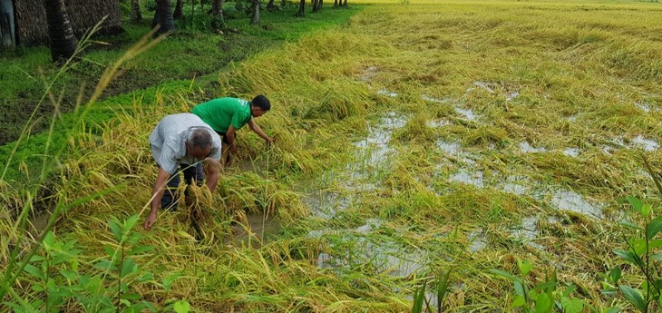 ປະ​ສິ​ທິ​ຜົນ​ການ​ປູກ​ເຂົ້າ​ໃນ​ທົ່ງ​ນາ​ຂະ​ໜາດ​ໃຫ່​ຍ​ຢູ່​ຕາ​ແສງ​ຝູ​ເກີນ, ແຂວງ​ຈ່າ​ວິງ - ảnh 2