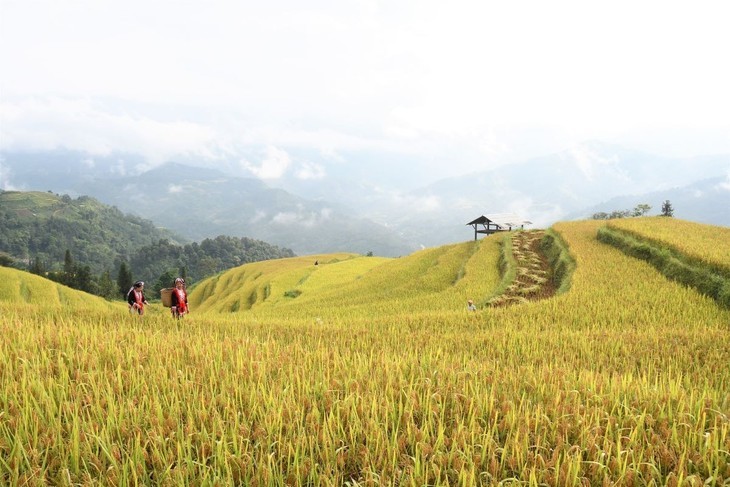 ຮັບຊົມ “ລະດູເຂົ້າສຸກເຫຼືອງ” ຢູ່ທົ່ວທຸກແຫ່ງຫົນຂອງ ຫວຽດນາມ - ảnh 3