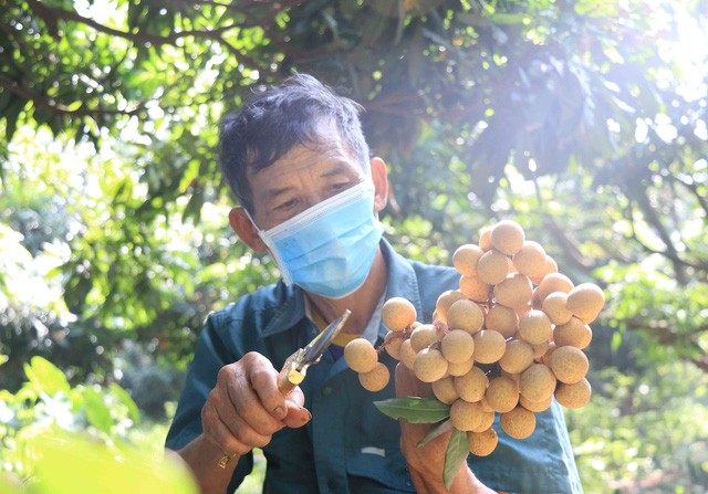 ຫວຽດນາມ ສົ່ງອອກໝາກລຳໄຍຖ້ຽວທຳອິດໄປ ຍີ່ປຸ່ນ ຕາມໂຄຕ້າ  - ảnh 1