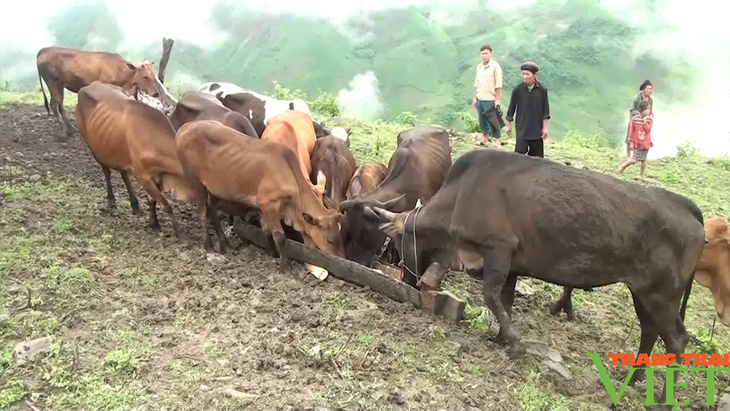 ການລົບລ້າງຄວາມອຶດຫິວ, ຫລຸດຜ່ອນຄວາມທຸກຍາກຢູ່ເມືອງພູດອຍ ບັກອຽນ ແຂວງ ເຊີນລາ - ảnh 3